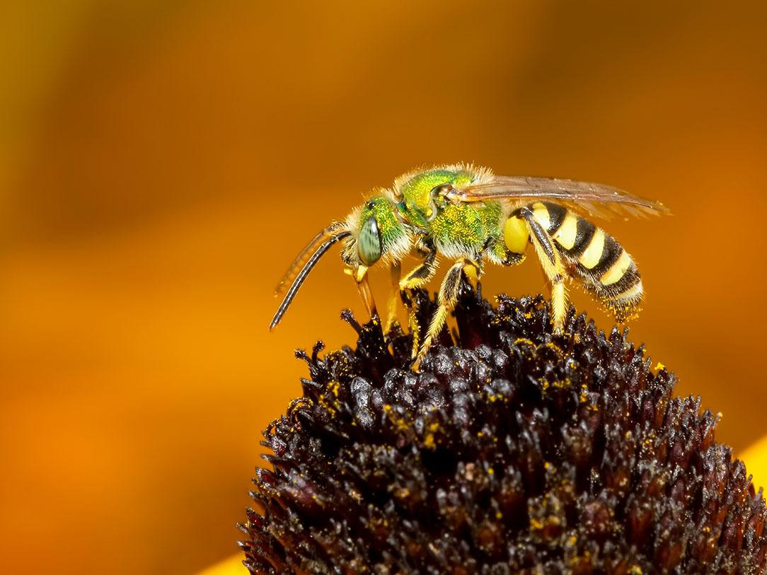 maryland sweat bee