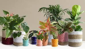 Office plants
