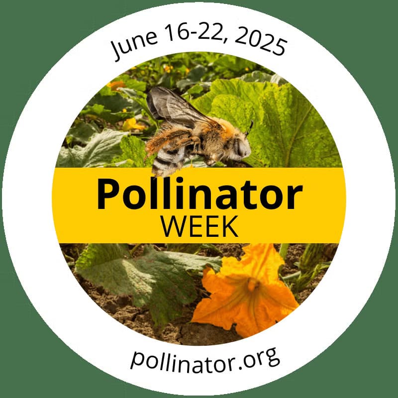 Pollinator Week 2025