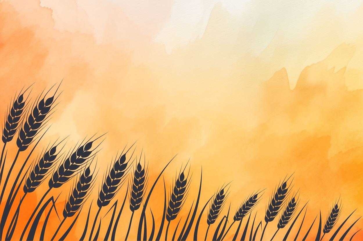 A wheat field.