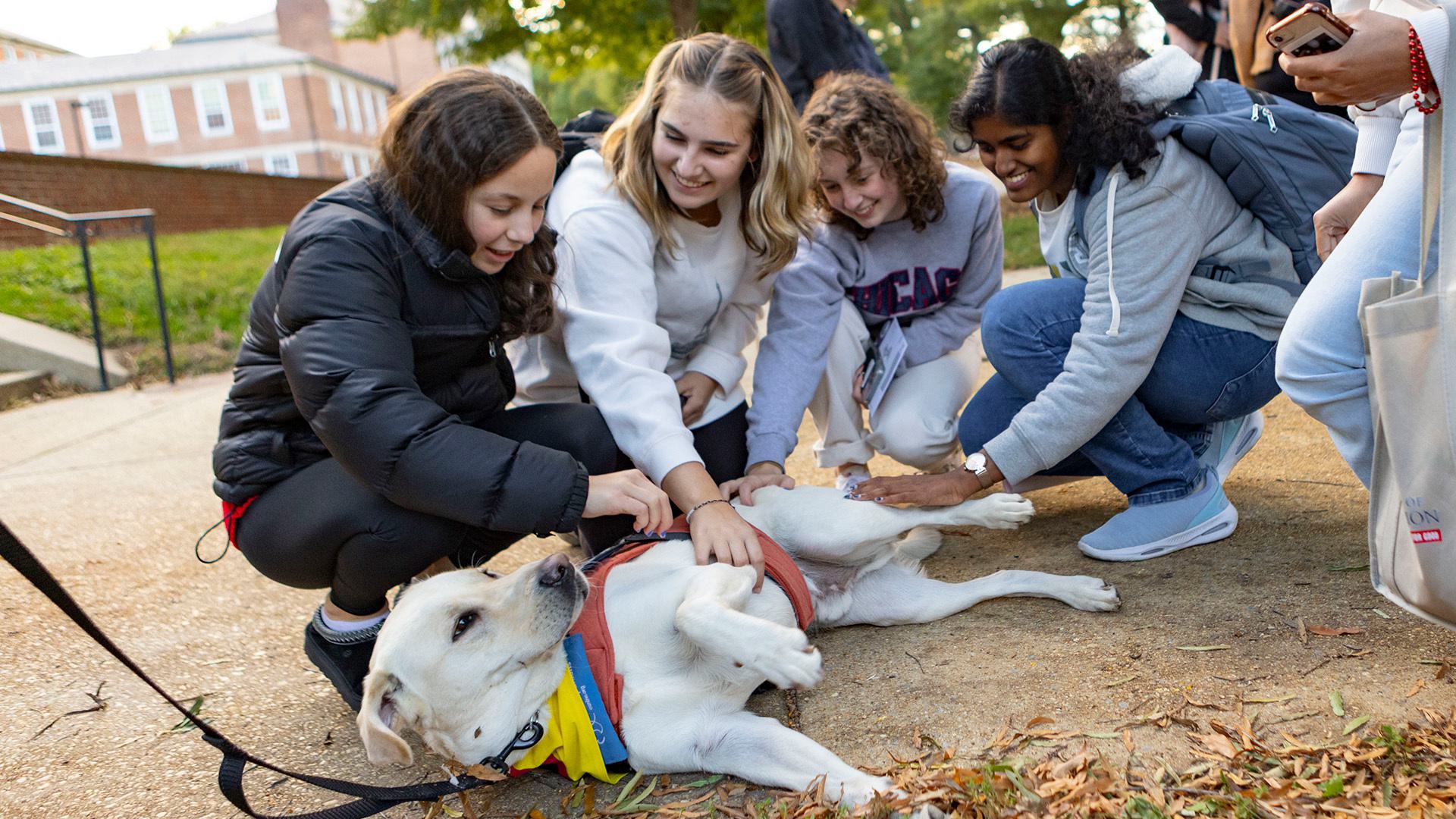 A group of students pet a dog at the annual puppy parade.